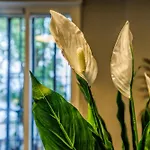 Brisa Del Sur * Córdoba